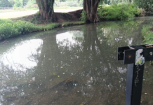 San Cristóbal’s Río Amarillo Faces Severe Pollution and Mosquito Proliferation