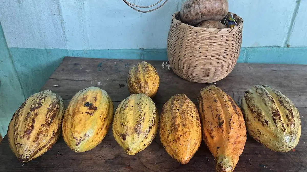 Cacao: the seed that places Chiapas among the national leaders.